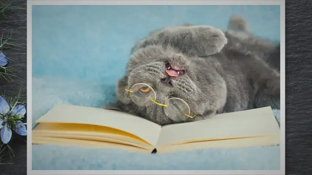 'Video thumbnail for Why Do Cats Sometimes Stick Their Tongue Out? The Fact Reasons Behind!'