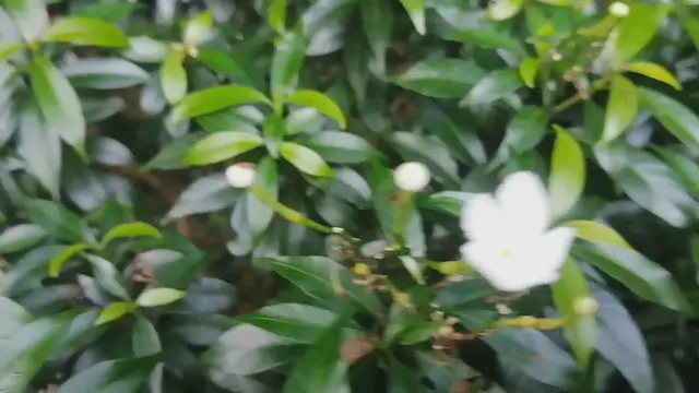'Video thumbnail for Wrightia antidysenterica Flower '