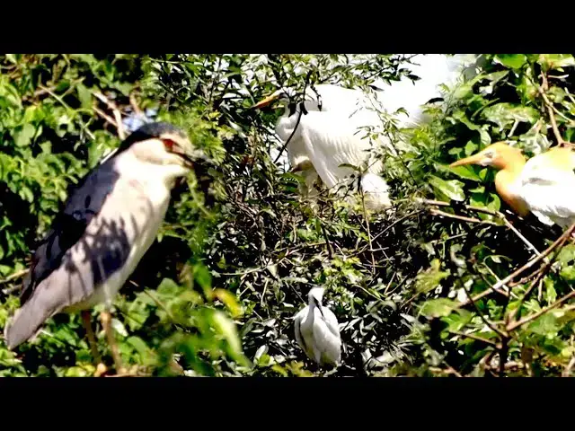 'Video thumbnail for មេស្មោង ការពារសំបុក ពងកូនវា នៅលើចុងឈើ | Wild bird protect nest'