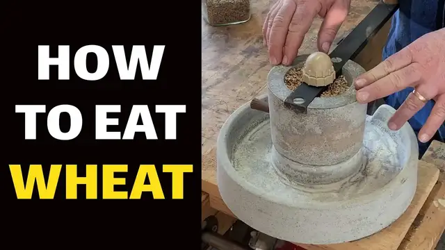 'Video thumbnail for How to Eat Wheat'