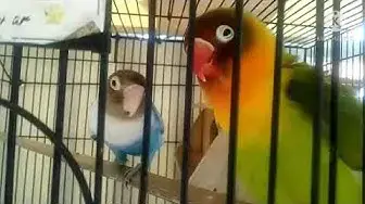 'Video thumbnail for Love Bird si Burung yang Setia 鉂わ笍'