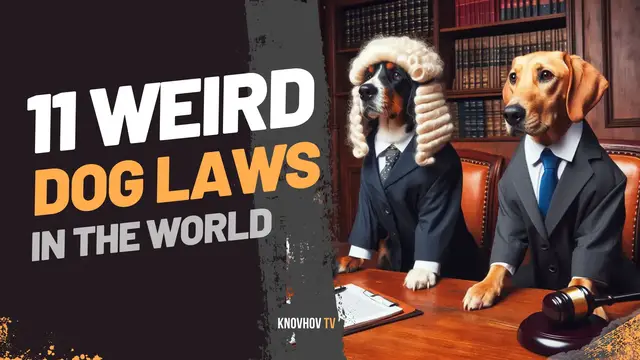 'Video thumbnail for 11 Weird Dog Laws Around the World'