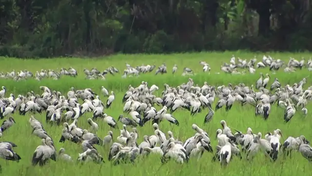 'Video thumbnail for A lot wild bird finding catch fish eat in field'