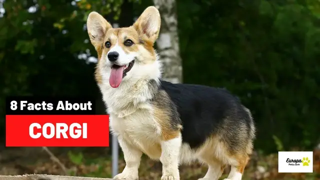 'Video thumbnail for 8 Things You DIDN'T Know About Corgis'