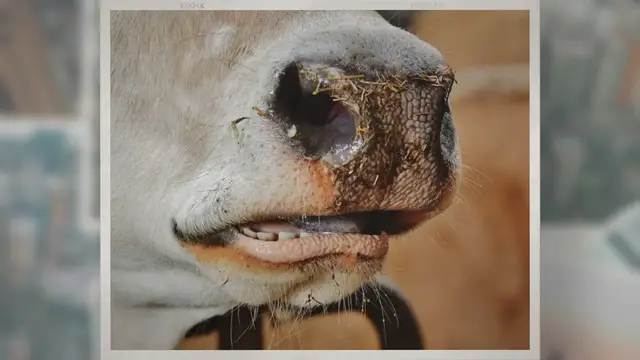 'Video thumbnail for Do Cows Have Teeth? How Many?'