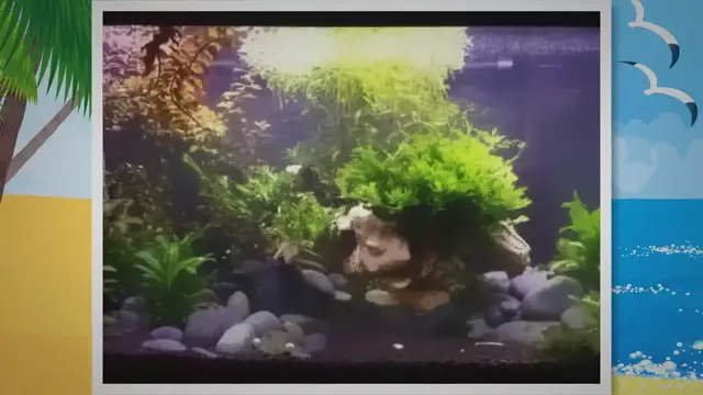 'Video thumbnail for How to Maintain a Freshwater Fish Tank'