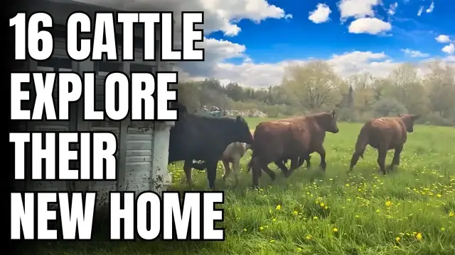 'Video thumbnail for Farm Lifestyle - Happy Cattle Come Home to Graze'