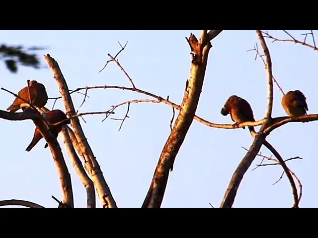 'Video thumbnail for A lot wild dove forest here'