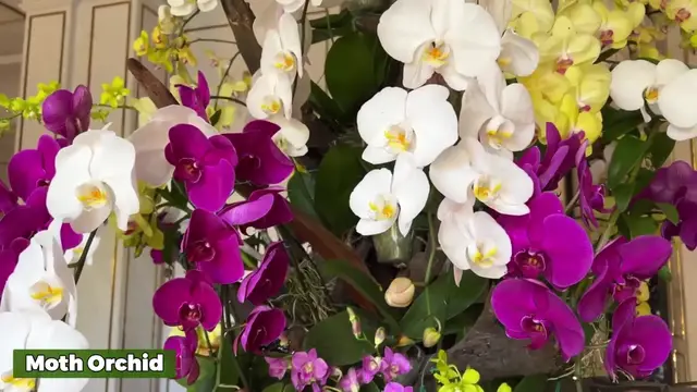 'Video thumbnail for 12 Orchids Heaven That will Bloom Your House'