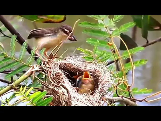 'Video thumbnail for Momy's bird eat food with babie bird'