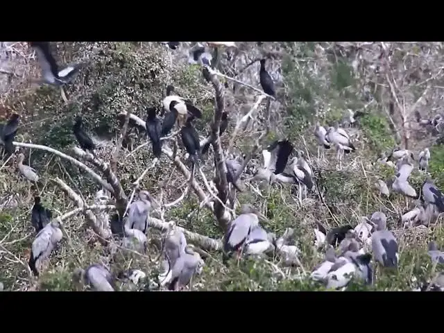 'Video thumbnail for A lot nest and young wild bird live here'