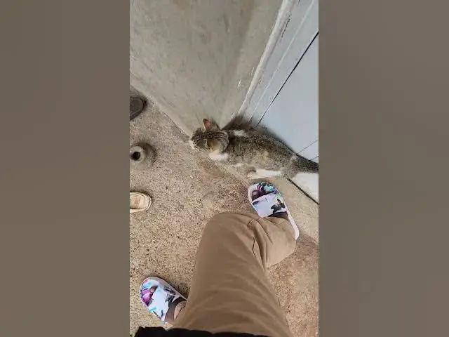 'Video thumbnail for My Neighbour's Cat ? Wierd Behavior When Near Me'