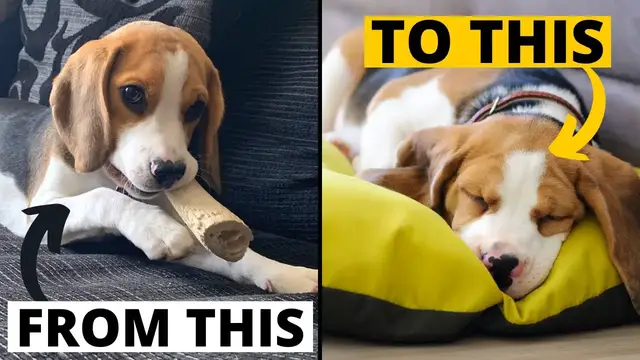 'Video thumbnail for How to put your Beagle Puppy on a Healthy Sleeping Schedule?'