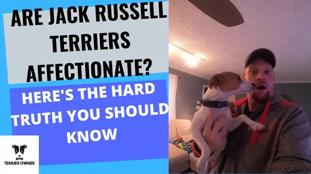 'Video thumbnail for Are Jack Russell Terriers Affectionate? [Here's The Truth]'