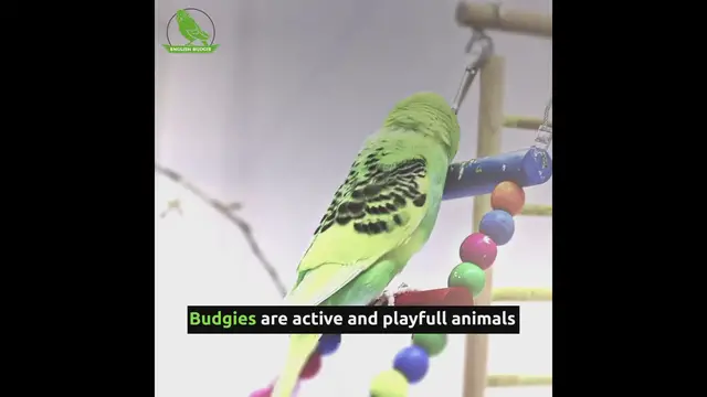 'Video thumbnail for Best Bird Toys'