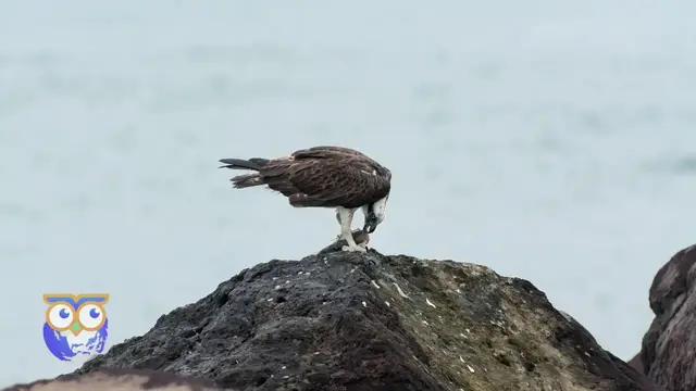 'Video thumbnail for An Osprey Eating A Fish At South Wall In Ballina NSW Australia'