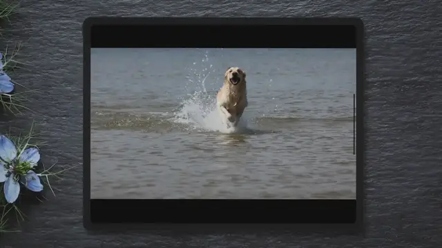 'Video thumbnail for Do Golden Retrievers Get Along With Cats?'