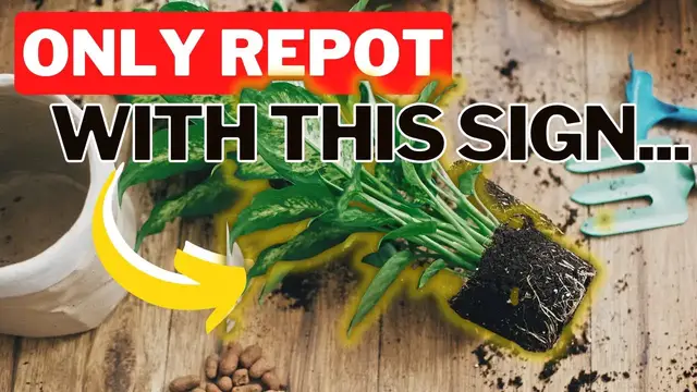 'Video thumbnail for Should You Repot A New Houseplant Right Away? Reasons Why You Should Wait To Repot!'