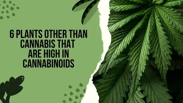 'Video thumbnail for 6 Plants Other Than Cannabis That Are High In Cannabinoids'