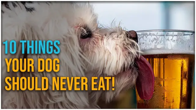 'Video thumbnail for 10 Foods Your Dog Should Never Eat | Pets Guide'
