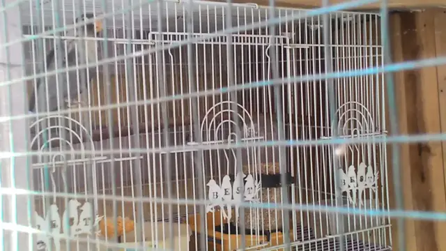 'Video thumbnail for Love Bird Batman Ngekek Abis Non Stop'