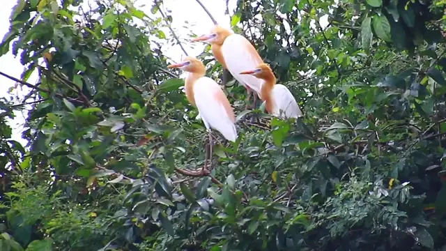 'Video thumbnail for The family of wild cute bird on nest'