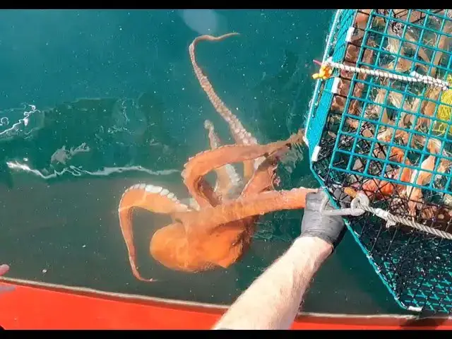 'Video thumbnail for Shrimping Season 2024 Review - Q&A and What's next!'