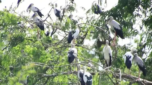 'Video thumbnail for All bird on nest at Area zoo'