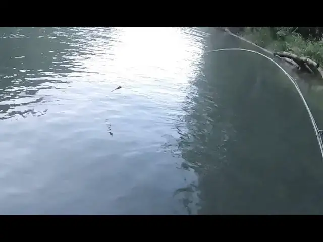 'Video thumbnail for Float fishing secrets for King Salmon'
