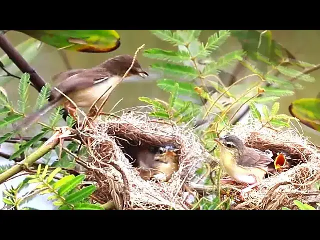 'Video thumbnail for Momy's bird feed food to babie crie'