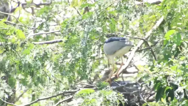 'Video thumbnail for The nest & mother stay to protect nest'