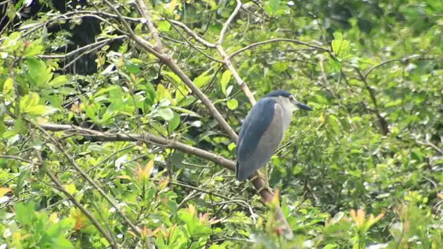 'Video thumbnail for Cute of wild bird sleeping here'