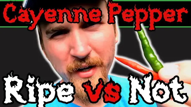 'Video thumbnail for I Ate a Ripe and Unripe Cayenne Pepper to Compare Them'