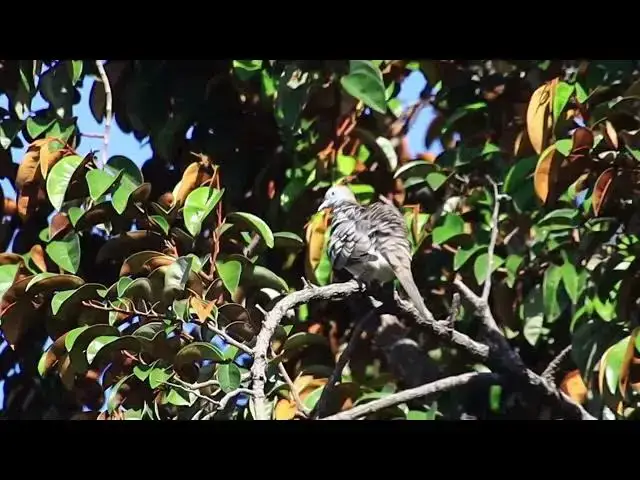 'Video thumbnail for In here , dove bird wait other dove bird'