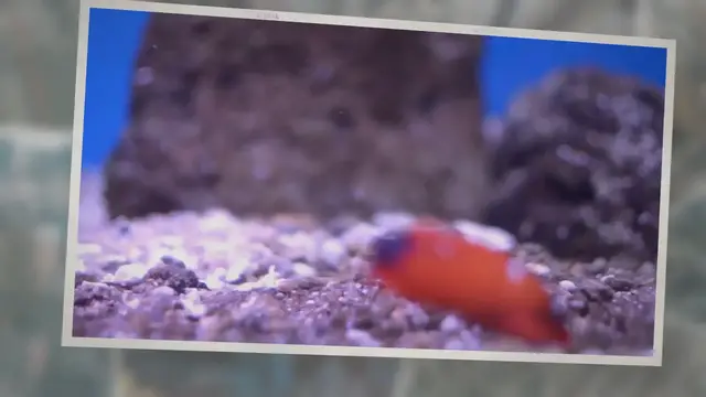 'Video thumbnail for How To Combat Hydra Inside Shrimp And Fish Tank'