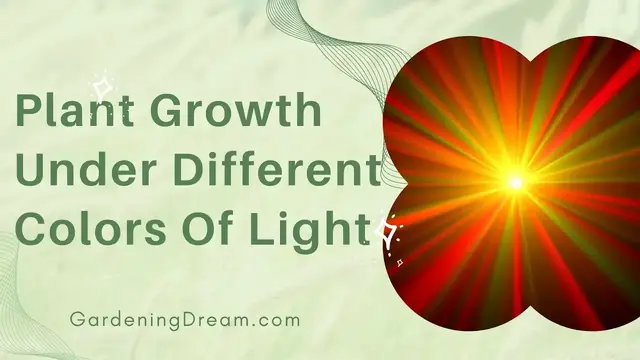 'Video thumbnail for Plant Growth Under Different Colors Of Light'