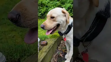 'Video thumbnail for This Dog Runs on #Dunkin Literally. #Shorts'