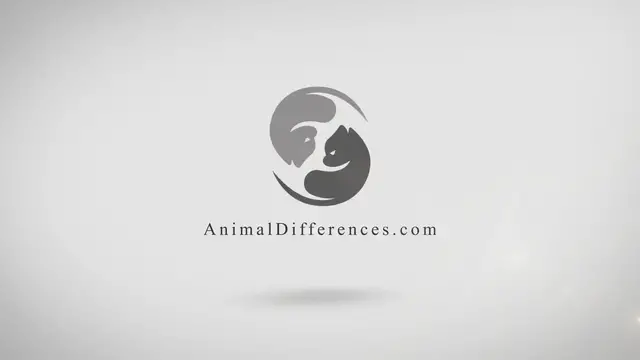 'Video thumbnail for Bull Shark vs Tiger Shark: What is the Differences?'