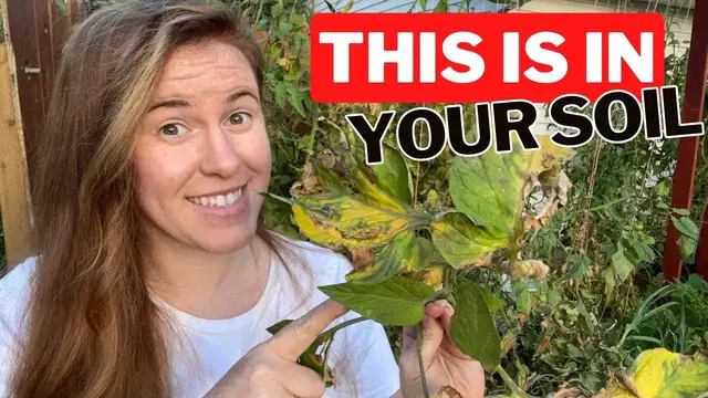 'Video thumbnail for Does Blight Over Winter In Your Garden Soil? How To Control Blight In Your Garden | Gardening'