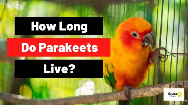 'Video thumbnail for How Long Do Parakeets Live?'