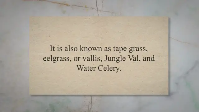 'Video thumbnail for Vallisneria americana: A Species Care Guide'