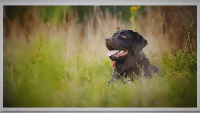'Video thumbnail for 7 Labrador Retriever Fun Facts'