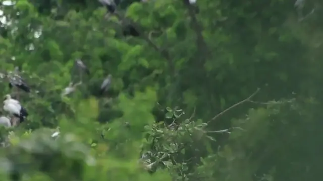 'Video thumbnail for Area wild bird live at lake zoo'