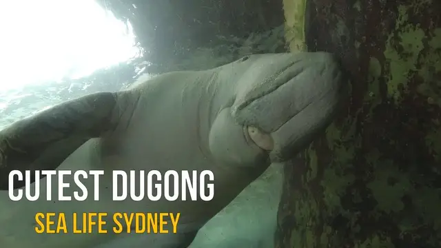 'Video thumbnail for Cutest Dugong Ever & 12,000+ Sea Creatures | Sea Life Sydney Aquarium Walk'