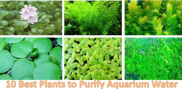 'Video thumbnail for Best freshwater aquarium plants that purify water'