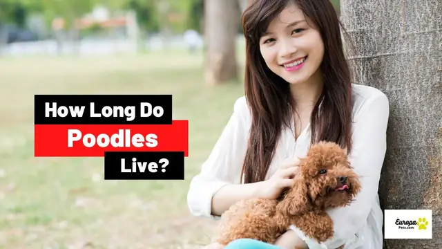 'Video thumbnail for Poodle Lifespan - How Long Do Poodles Live?'