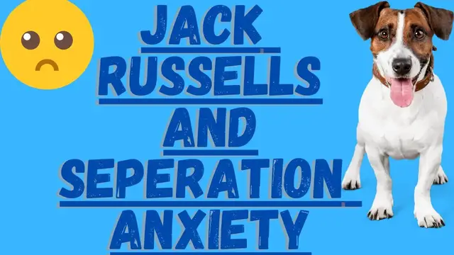'Video thumbnail for Jack Russell's and Separation Anxiety (How To Deal With It)'
