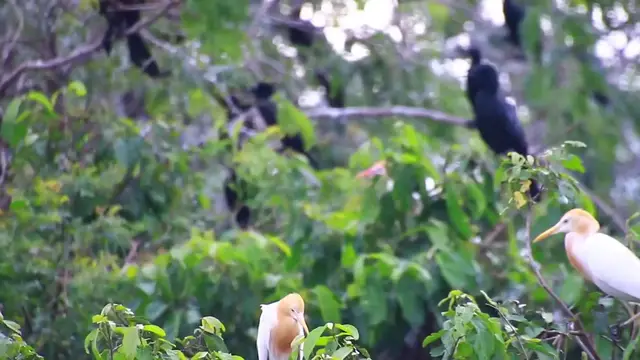 'Video thumbnail for Wild hero bird in forest'