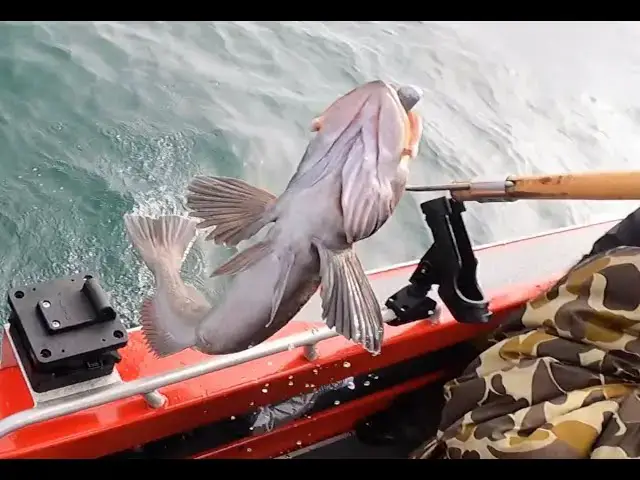 'Video thumbnail for Westport Bottomfishing, Winter wrap-up -LIVE- Proposed Puget Sound Seasons, and STEELHEAD!'