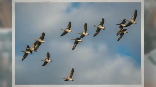 'Video thumbnail for Why Do Geese Honk?'